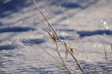 Kışın kapsamındaki frost çimen