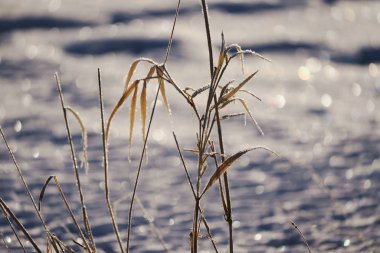 Kışın kapsamındaki frost çimen