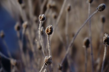 Kışın kapsamındaki frost çimen