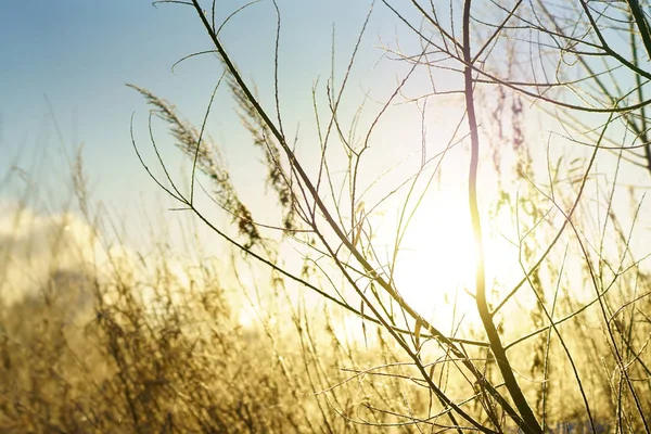 Kışın kapsamındaki frost çimen
