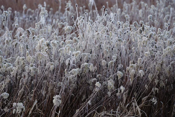 Frost Bedeckt Gras Winter — Stockfoto