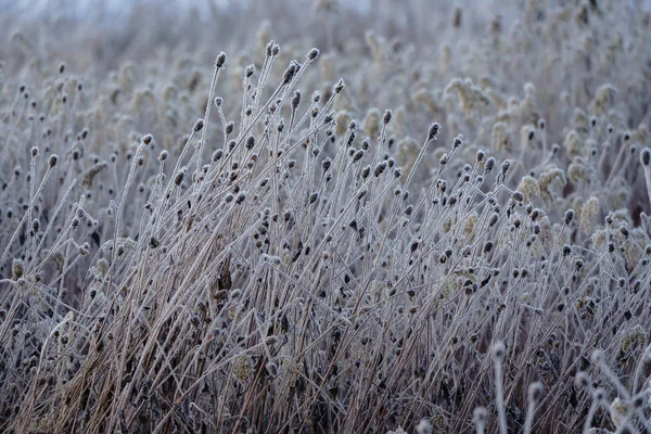 Kışın Kapsamındaki Frost Çimen — Stok fotoğraf