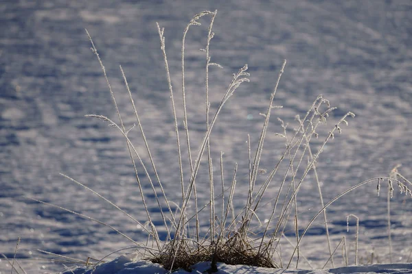 Παγετό Καλυμμένο Χορτάρι Τον Χειμώνα — Φωτογραφία Αρχείου