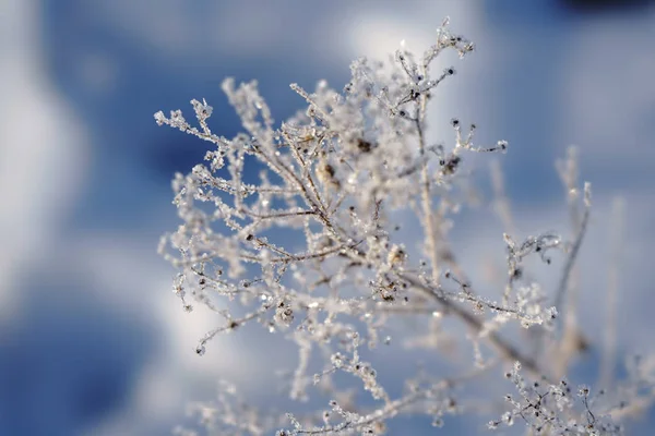 Frost Täckt Gräs Vintern — Stockfoto