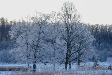 kışın kapalı ağacı süsleyin