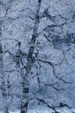 kışın kapalı ağacı süsleyin