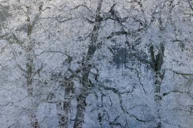 kışın kapalı ağacı süsleyin