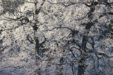 kışın kapalı ağacı süsleyin