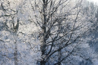 kışın kapalı ağacı süsleyin