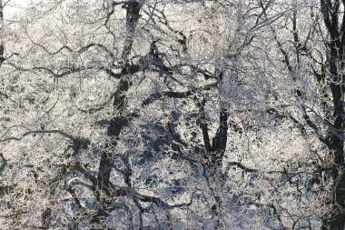 kışın kapalı ağacı süsleyin