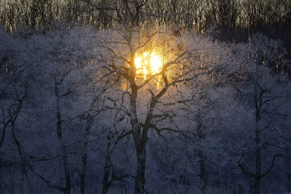 在冬天的霜覆盖树 — 图库照片