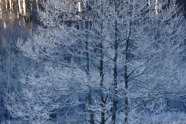 Gelo Albero Coperto Inverno — Foto Stock