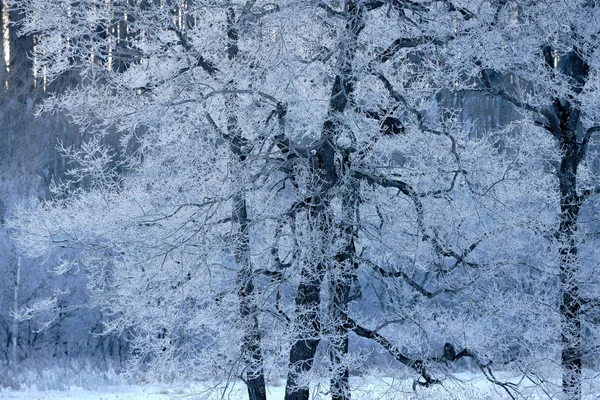 Frostbedeckter Baum Winter — Stockfoto