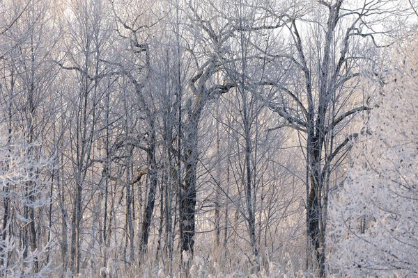 在冬天的霜覆盖树 — 图库照片