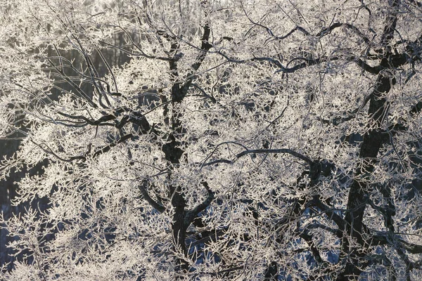 Frostbedeckter Baum Winter — Stockfoto