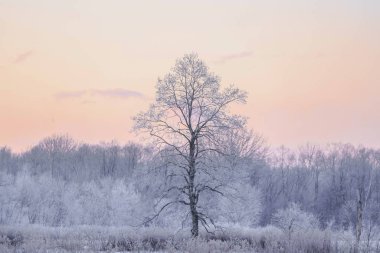 sabah erken ağacında kapsamındaki frost
