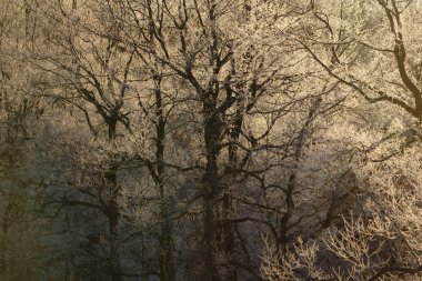 sabah erken ağacında kapsamındaki frost