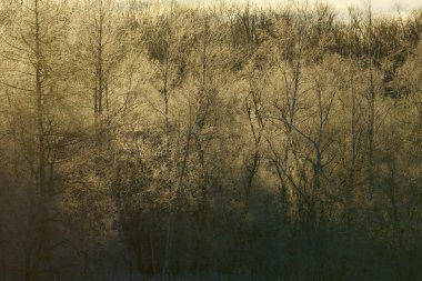 sabah erken ağacında kapsamındaki frost