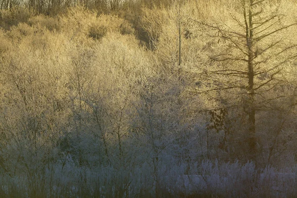 Frost Omfattas Träd Tidig Morgon — Stockfoto