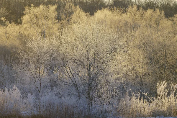 Мороз Покритий Деревом Рано Вранці — стокове фото