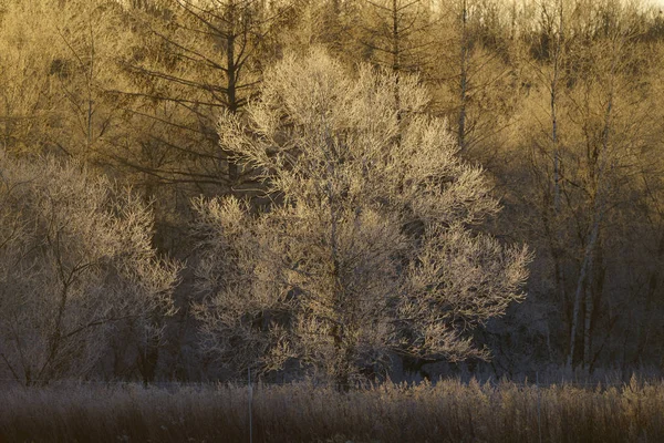 Παγετός Καλύπτονται Δέντρο Νωρίς Πρωί — Φωτογραφία Αρχείου