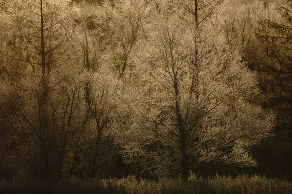 Sabah Erken Ağacında Kapsamındaki Frost — Stok fotoğraf