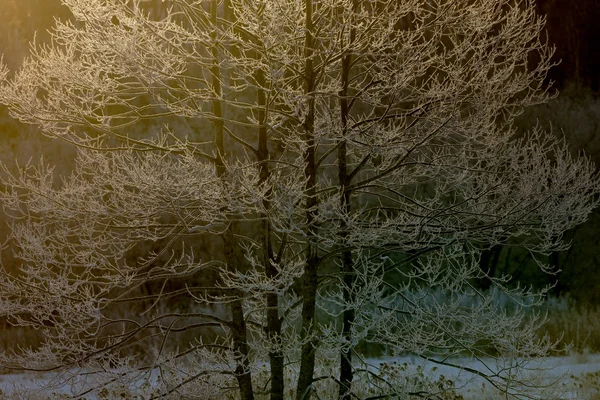 Παγετός Καλύπτονται Δέντρο Νωρίς Πρωί — Φωτογραφία Αρχείου