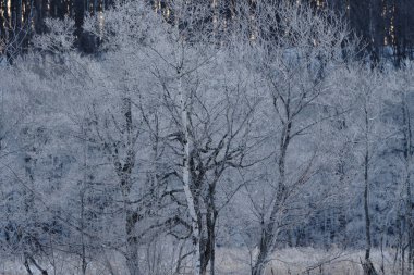 sabah erken ağacında kapsamındaki frost