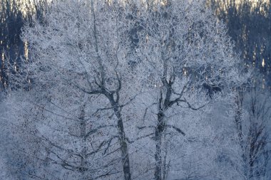sabah erken ağacında kapsamındaki frost