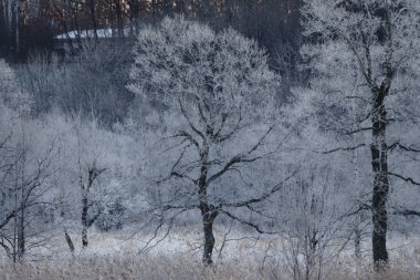 sabah erken ağacında kapsamındaki frost