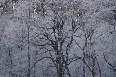 sabah erken ağacında kapsamındaki frost