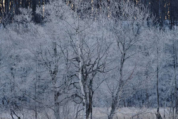 Frost Omfattas Träd Tidig Morgon — Stockfoto