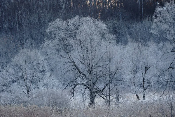 Mrozoodporne Drzewa Pokryte Wcześnie Rano — Zdjęcie stockowe