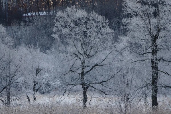 Vorst Bedekt Boom Vroege Ochtend — Stockfoto