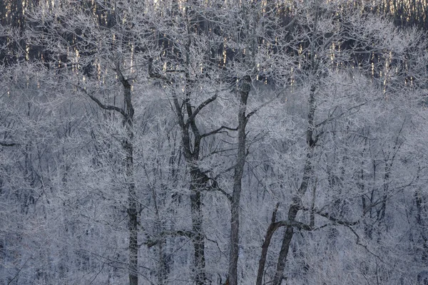 Frost Omfattas Träd Tidig Morgon — Stockfoto