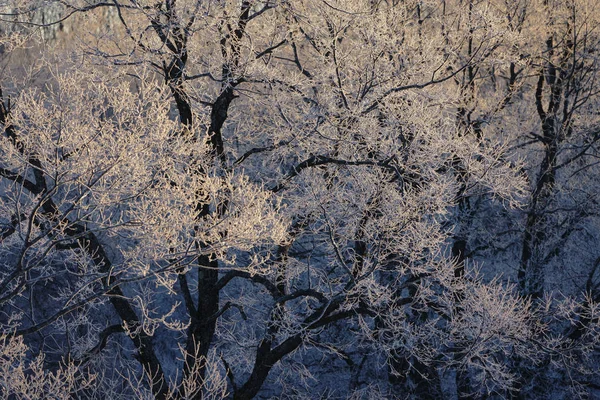 Frost Omfattas Träd Tidig Morgon — Stockfoto