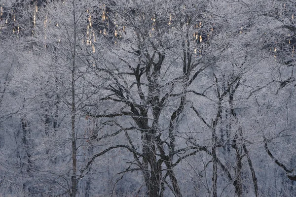 Frost Covered Tree Early Morning — Stock Photo, Image