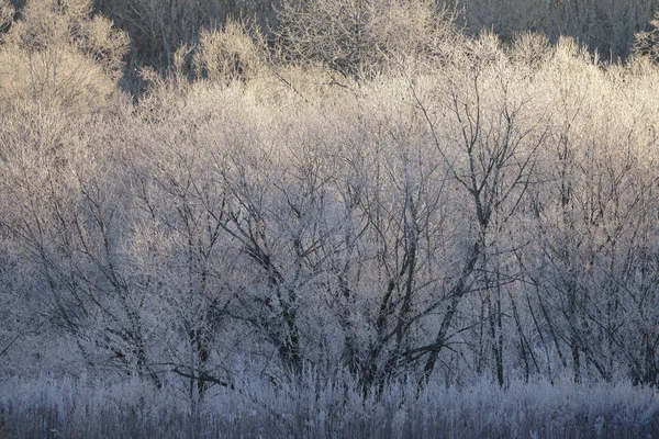 清晨被霜覆盖的树 — 图库照片