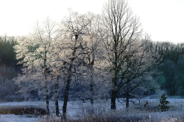 早朝の霜覆われたツリー — ストック写真