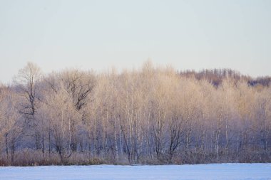 winer ağacında kapsamındaki frost