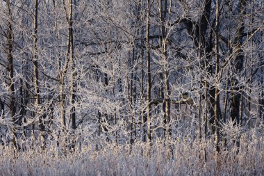 winer ağacında kapsamındaki frost
