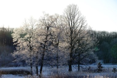 winer ağacında kapsamındaki frost