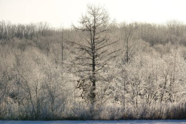 winer ağacında kapsamındaki frost