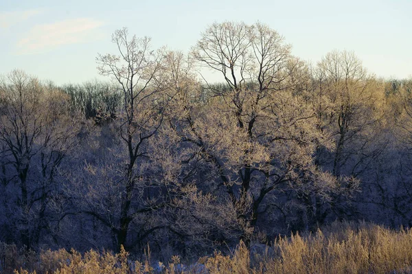 ワイナーの霜覆われたツリー — ストック写真