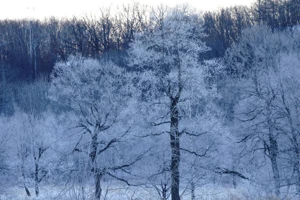 Winer Ağacında Kapsamındaki Frost — Stok fotoğraf