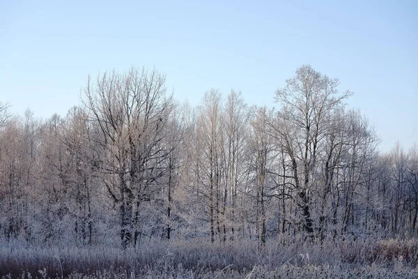 Vorst Bedekt Boom Winer — Stockfoto