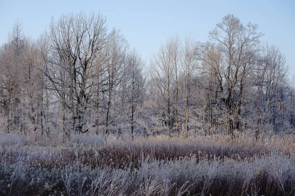 Замерзшее Дерево Винограде — стоковое фото