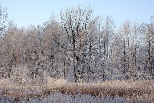 Vorst Bedekt Boom Winer — Stockfoto