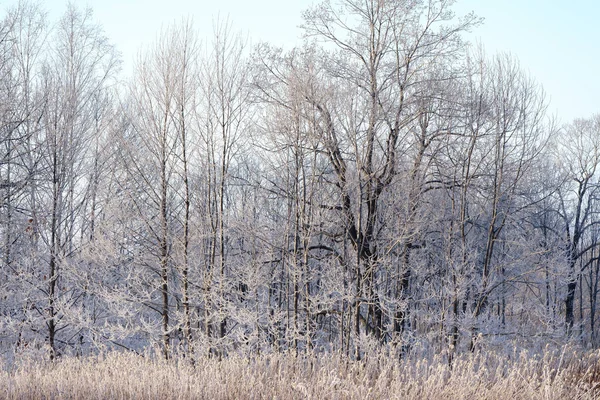 Arbre Couvert Givre Dans Treuil — Photo