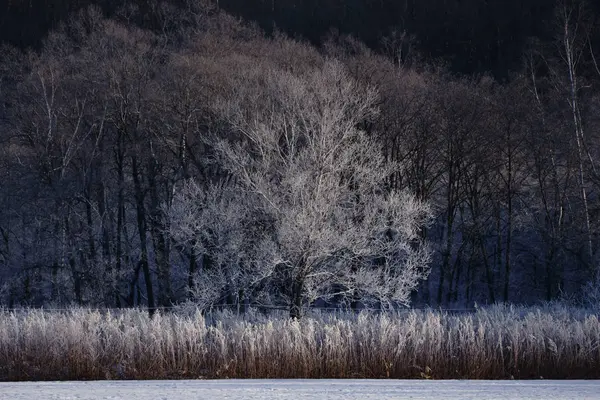 Замерзшее Дерево Винограде — стоковое фото
